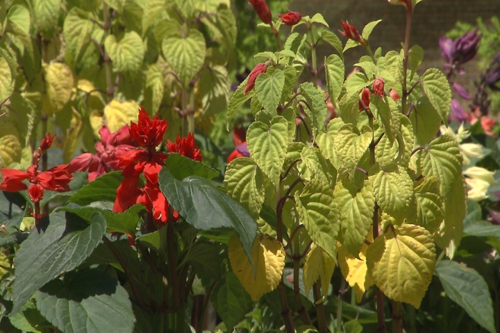 Yellowed foliage sign of nitrogen deficiency 